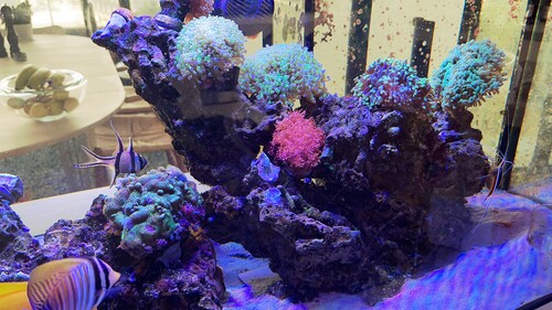 IMG_2626.jpeg