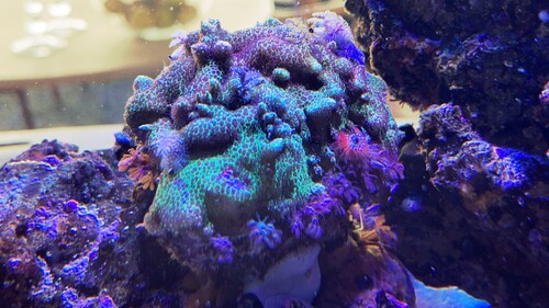 IMG_2625.jpeg