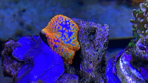 IMG_2943.jpeg
