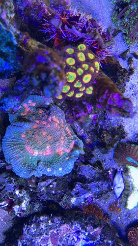IMG_2936.jpeg
