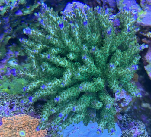 IMG_8707.jpeg