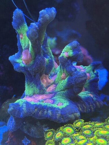 Pectinia Alcicornis “Rainbow”
