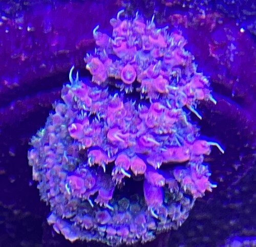EC Wicked Orchid