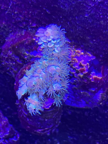 EC Orange passion