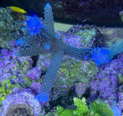 Ukendt acropora måske en af jer kan hjælpe?