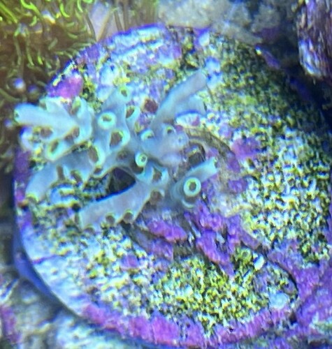 Ukendt acropora måske en af jer kan hjælpe?