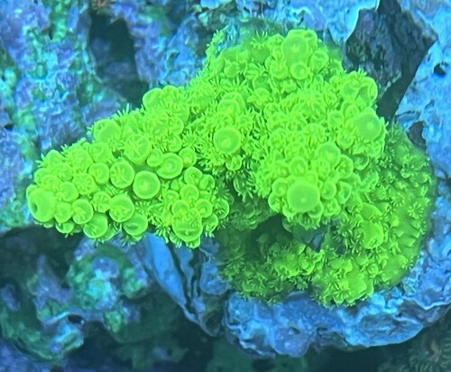 Acropora florida