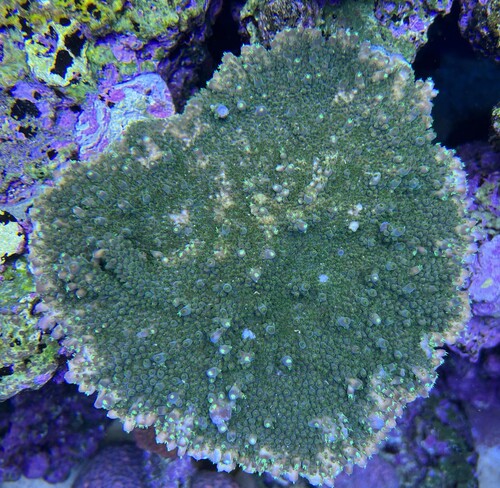 Acropora solitaryensis det er en af mine favoritter pga vækst formen.