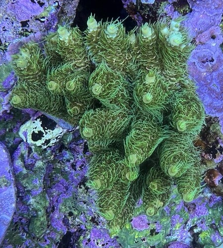 Acropora millepora