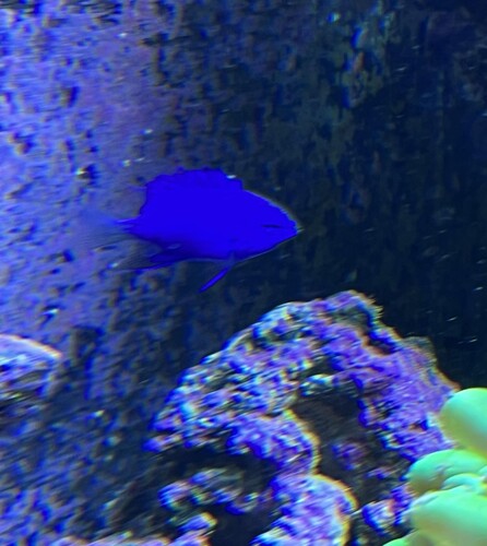 Springeri damsel købte 5 stk de er gode til at spise acropora flatworms hvis jeg skulle være uheldig at få det en dag.