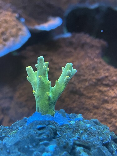 4s
