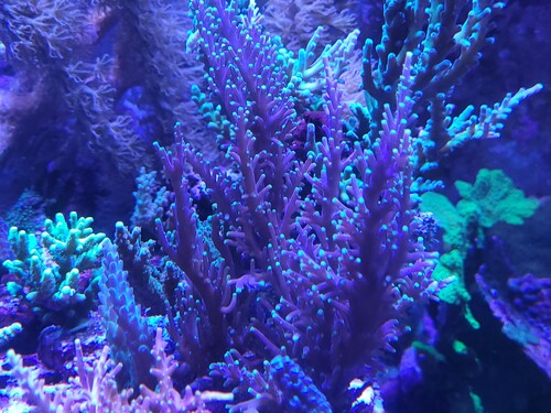 Acropora walindii