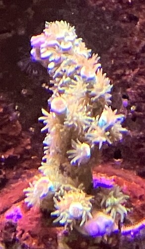 IMG_1528.jpeg