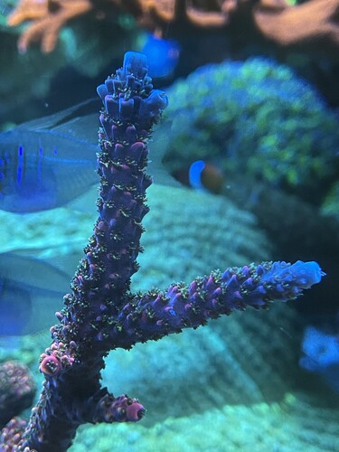 Acropora Pink stanghorn