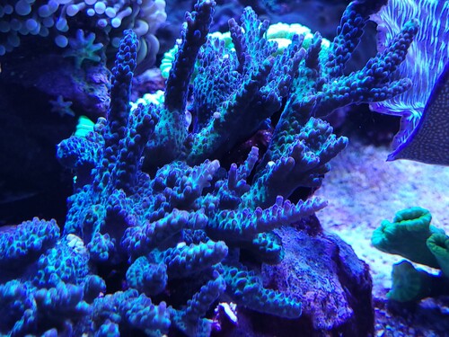 Acropora desalwii i mere blåt lys. Billede er taget med mobilen i pro indstilling.