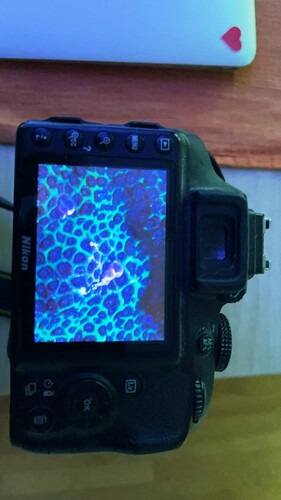 IMG_4453.jpeg