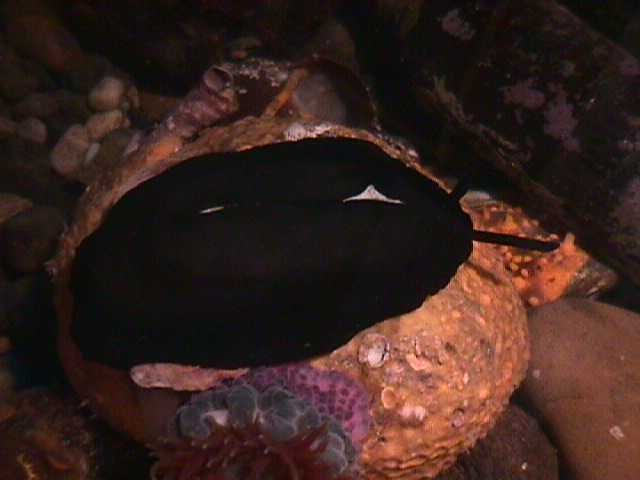 Elephant%20Snail1.jpg