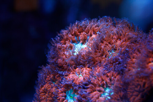 Blastomussa