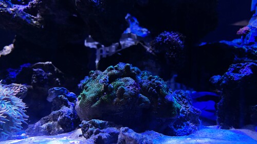 IMG_4647.jpeg