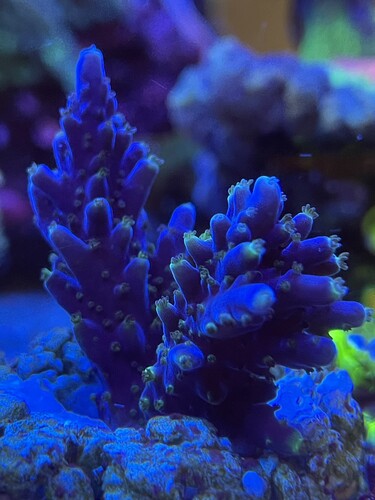 Acropora Efflorescens “Deep Blue”