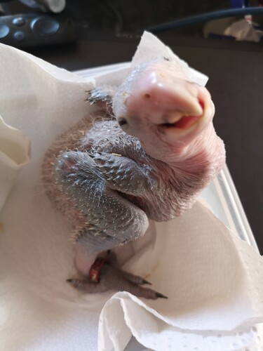 17 dage gammel, vægt 266 gram