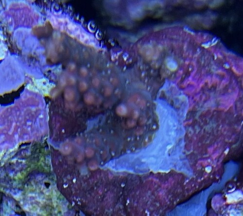Acropora strawberry shortcake (ny)
