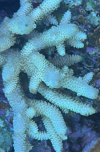 Acropora spathulata (ny)