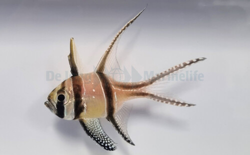 pterapogon_kauderni_wm.jpg