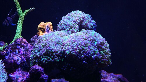 IMG_5434.jpeg