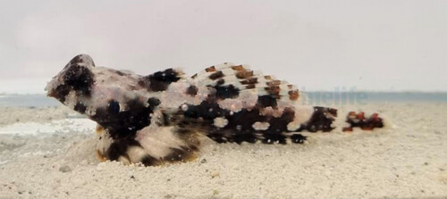 synchiropus_ocellatus_wm.jpg