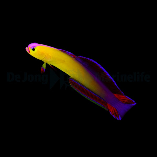 nemateleotris_exquisita2wm.jpg