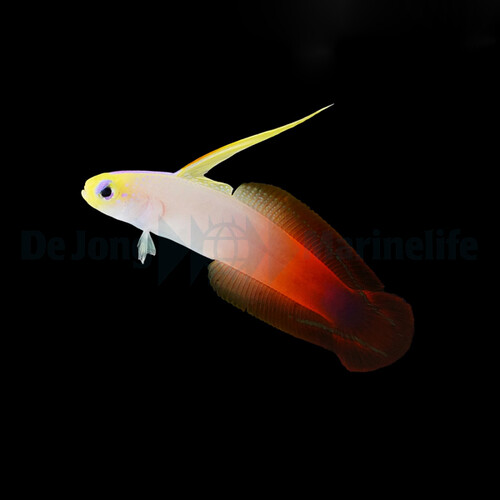 nemateleotris_magnifica2wm.jpg