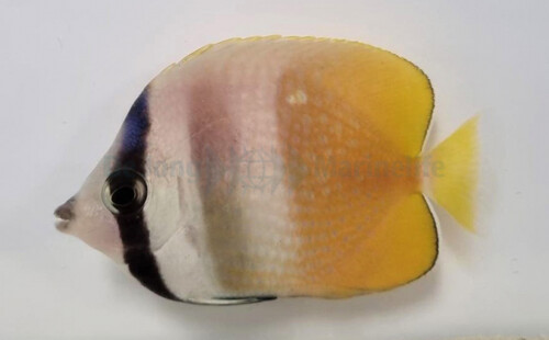 chaetodon_kleinii_wm_1.jpg