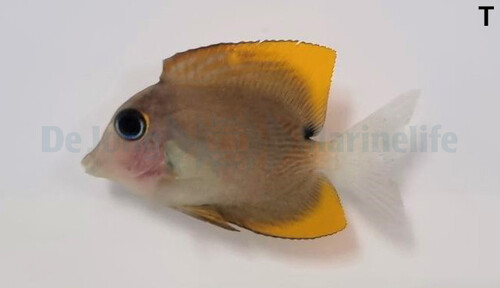 ctenochaetus_tominiensis_-_tiny_wm.jpg