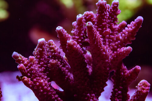 8X2A9776-3-Enhanced-NR.jpg