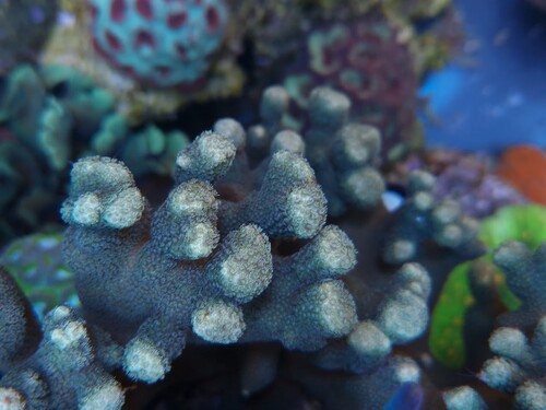 porites 3.jpg
