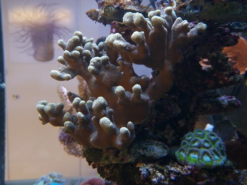 porites2.jpg