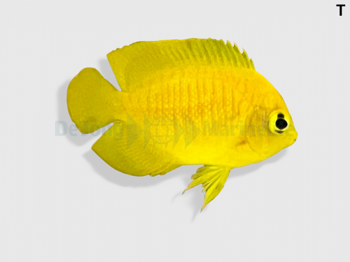 centropyge_heraldi_wm.png