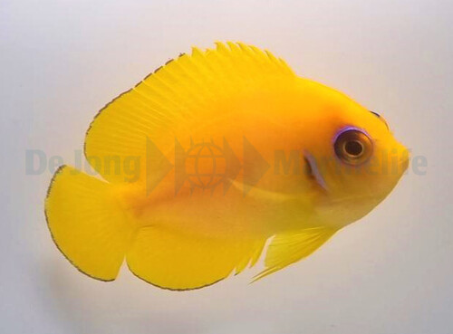 centropyge_flavissima_wm.jpg