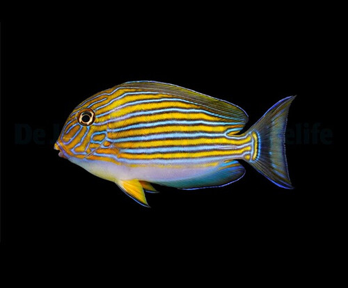 acanthurus_lineatus2wm.jpg