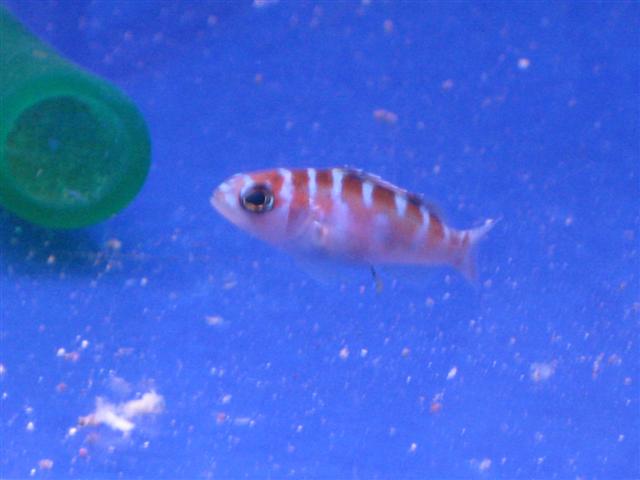 Billede 136 (Small).jpg