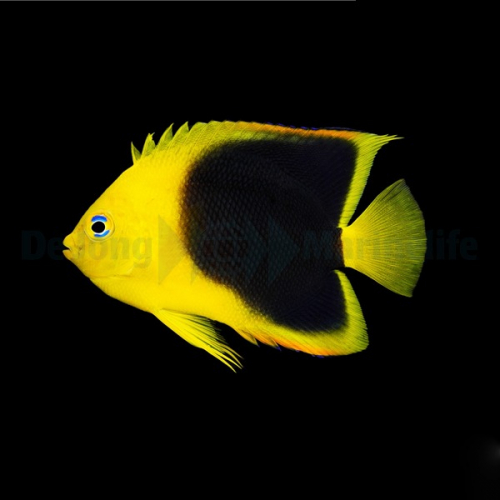 holacanthus_tricolor2thump.jpg