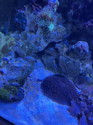 IMG_8223.jpeg