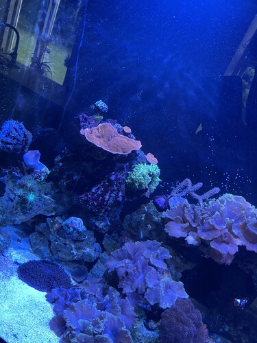 IMG_8222.jpeg