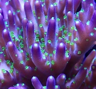 Acropora_Valida.jpg