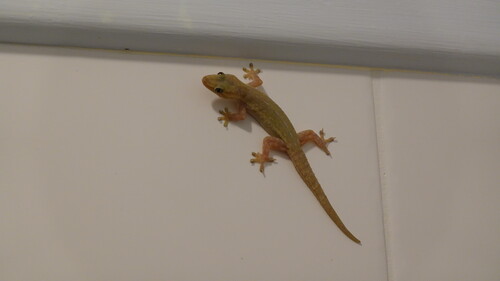 DSC07270.JPG