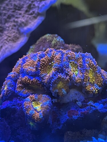 Coral1