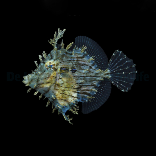 chaetodermis_penicilligerus2wm.jpg