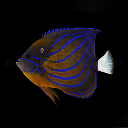 pomacanthus_annularis_adult_2_wm.jpg