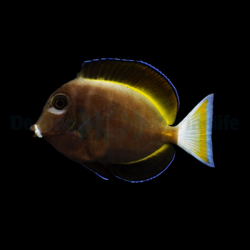 acanthurus_nigricans_thump.jpg
